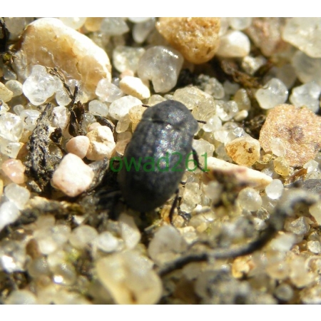 Opatrum sabulosum (Linnaeus, 1760) Omrzel piaskowy